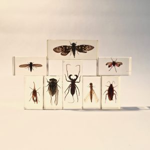 insecte_inclusion_resine_entomologie_curiosités_liedekerke_maison-lk_1