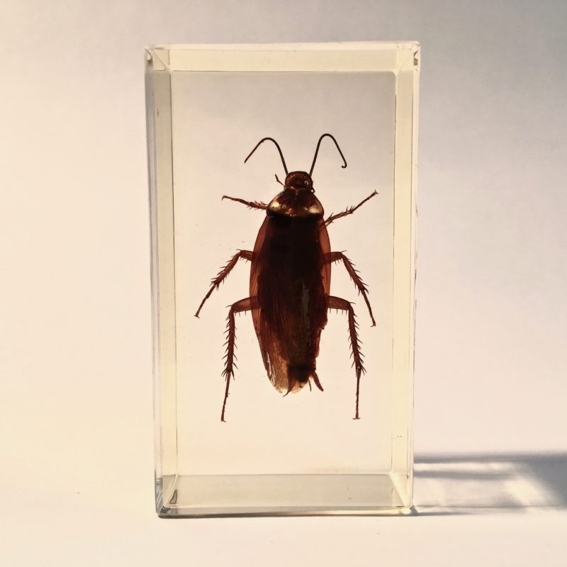 insecte_inclusion_resine_entomologie_curiosités_liedekerke_maison-lk_10