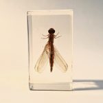 insecte_inclusion_resine_entomologie_curiosités_liedekerke_maison-lk_11