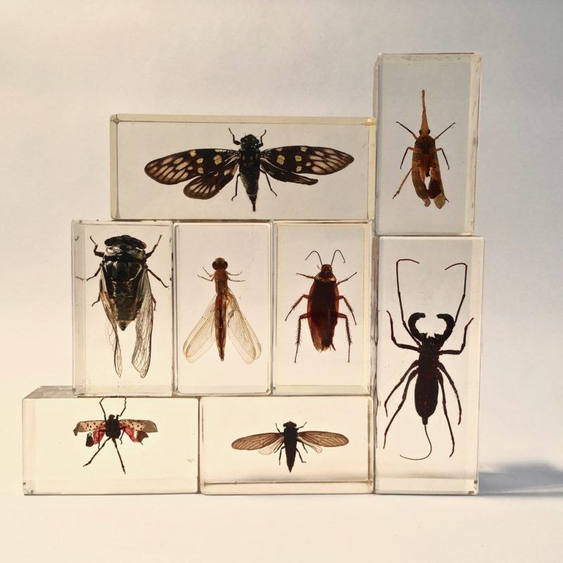 insecte_inclusion_resine_entomologie_curiosités_liedekerke_maison-lk_2