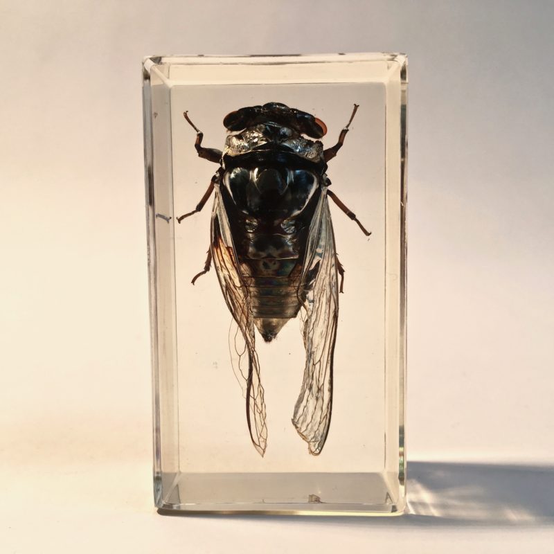 insecte_inclusion_resine_entomologie_curiosités_liedekerke_maison-lk_5
