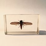 insecte_inclusion_resine_entomologie_curiosités_liedekerke_maison-lk_6