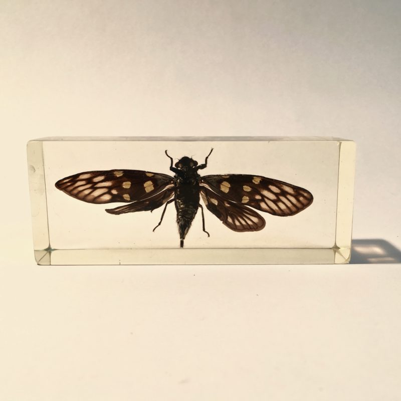 insecte_inclusion_resine_entomologie_curiosités_liedekerke_maison-lk_7