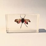 insecte_inclusion_resine_entomologie_curiosités_liedekerke_maison-lk_8