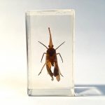 insecte_inclusion_resine_entomologie_curiosités_liedekerke_maison-lk_9